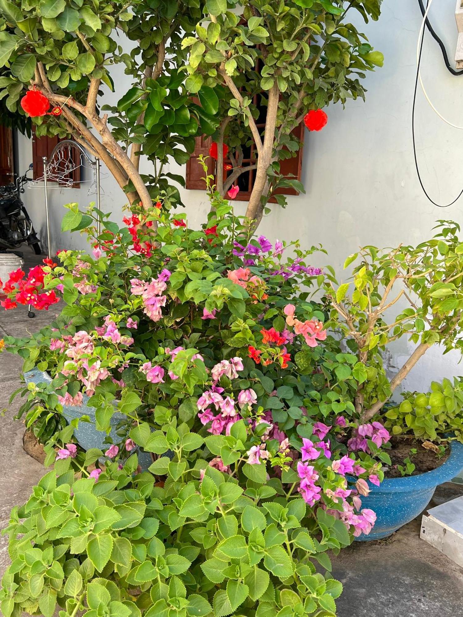 Duc Thao Guest House Mui Ne Dış mekan fotoğraf