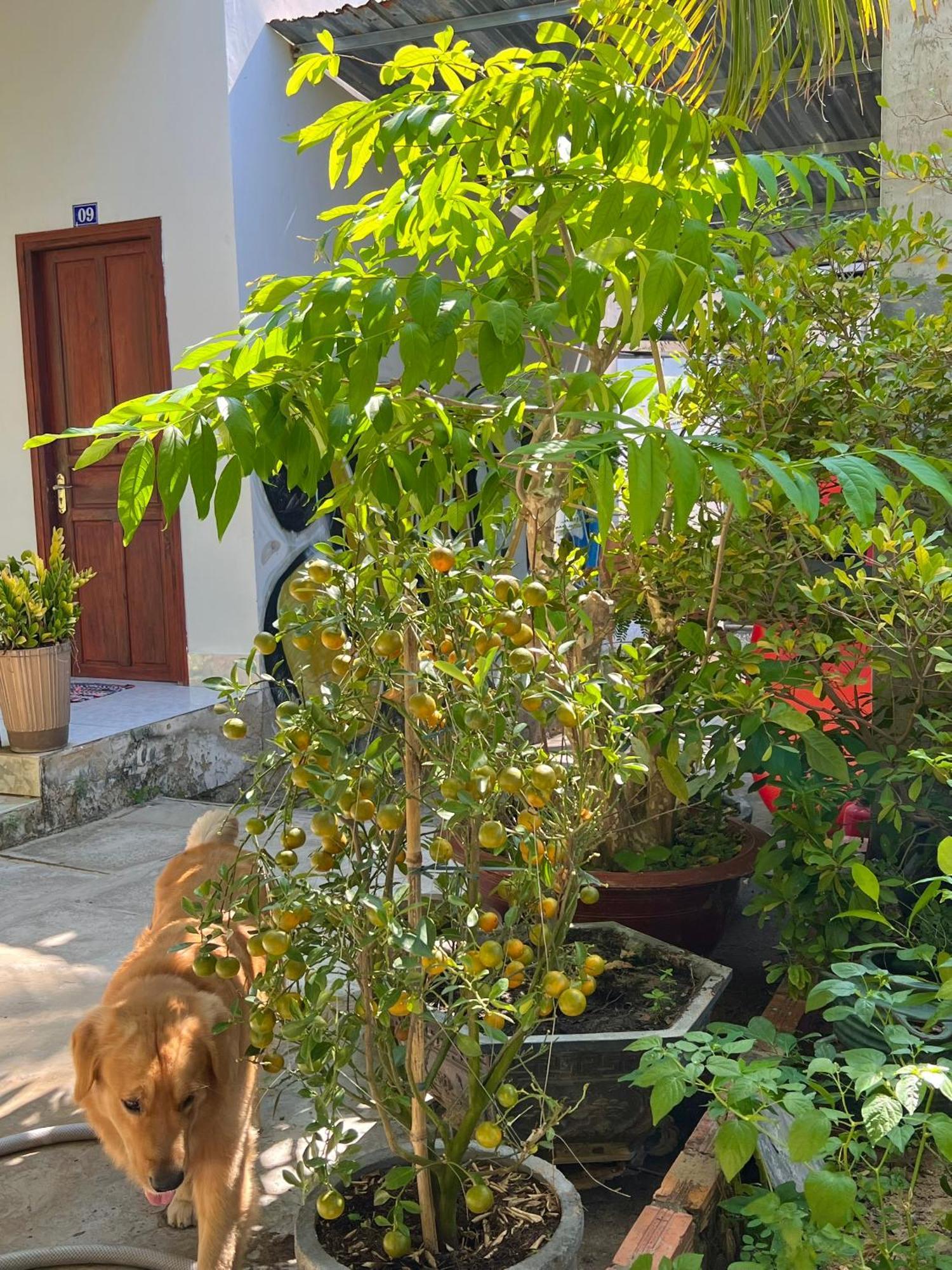 Duc Thao Guest House Mui Ne Dış mekan fotoğraf
