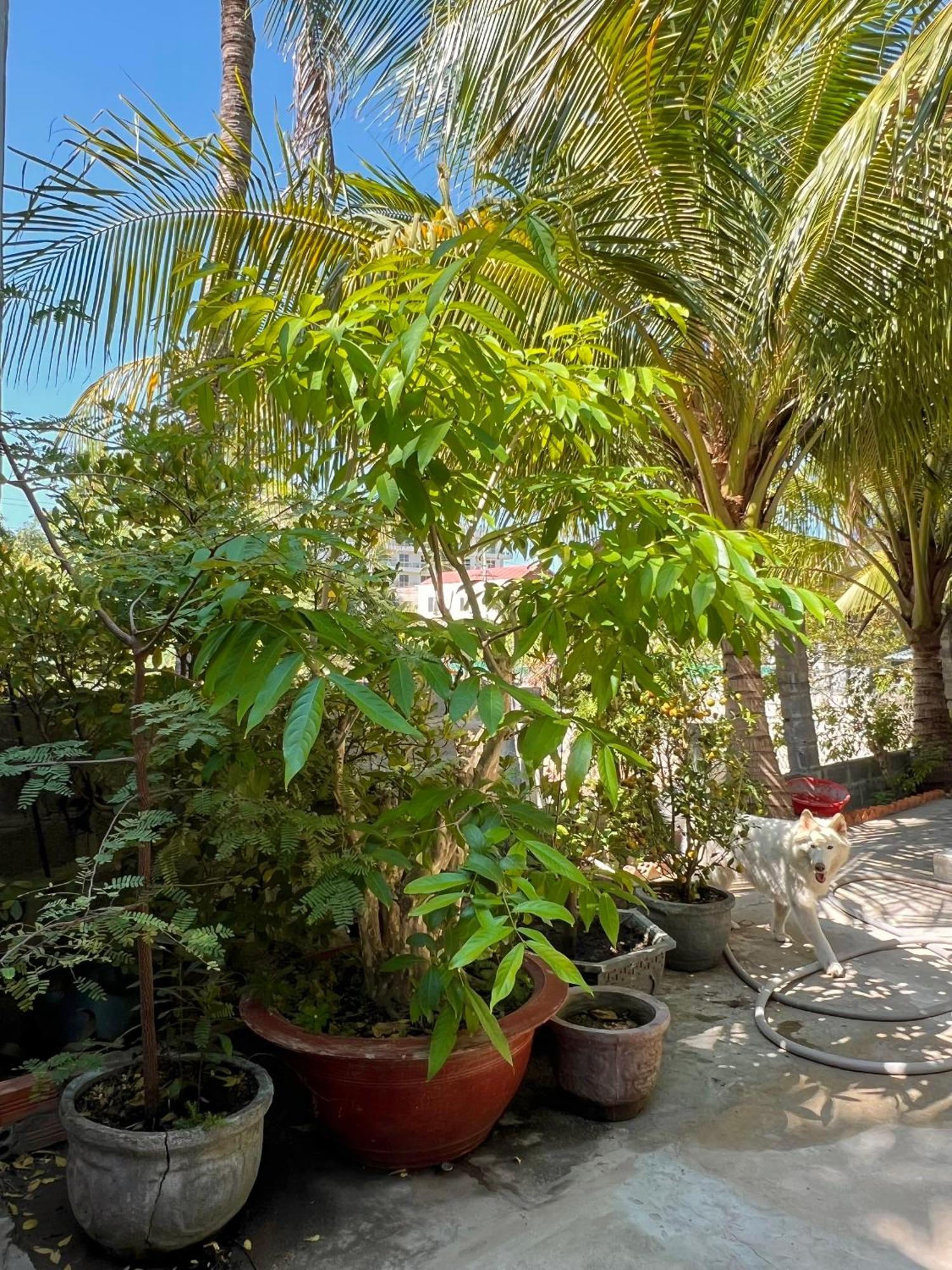 Duc Thao Guest House Mui Ne Dış mekan fotoğraf