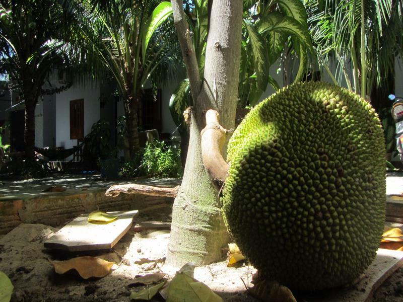 Duc Thao Guest House Mui Ne Dış mekan fotoğraf